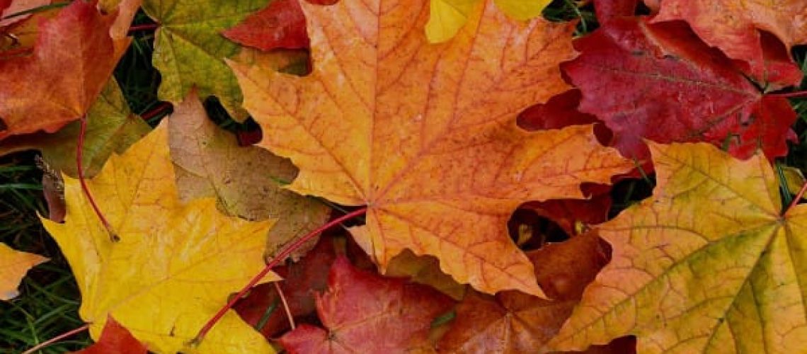 recetas otoño