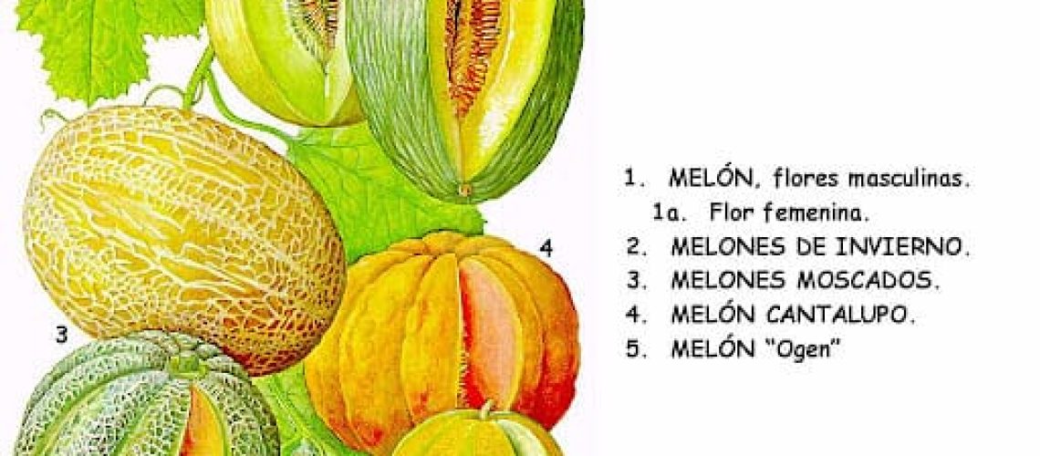 melon